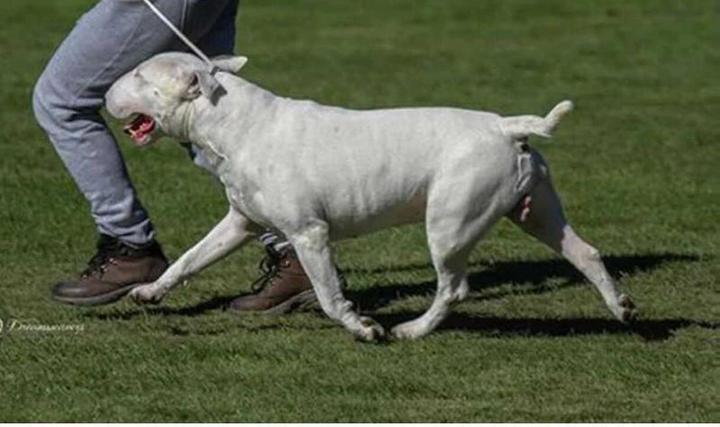 Raiden Freesoul | Bull Terrier 