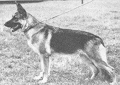 Sissi von der Wienerau | German Shepherd Dog 