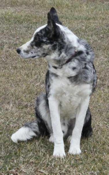 SH Man of Blue | Border Collie 