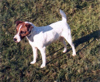 Howlbeck Uno-me | Parson Russell Terrier 