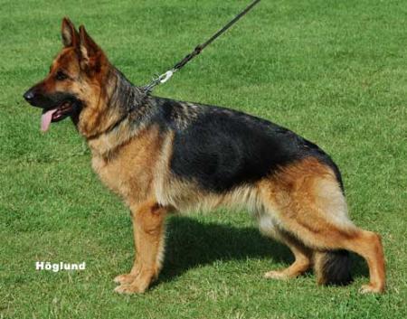 Karats Xabina | German Shepherd Dog 