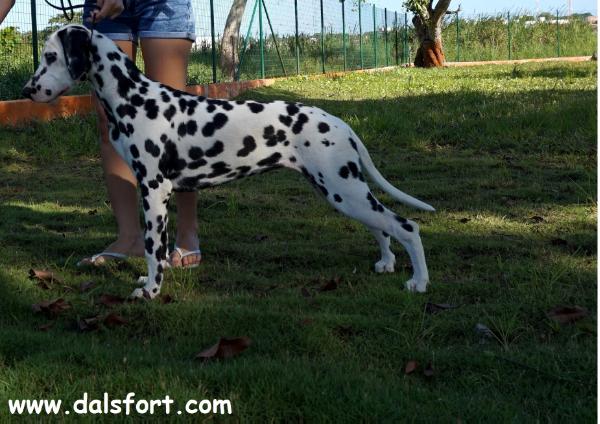 DALSFORT SHIELDMAIDEN | Dalmatian 