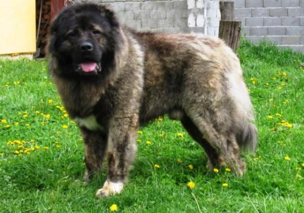 Tskaro Ervaz | Caucasian Mountain Dog 