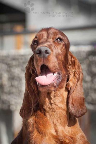 DRACARYS Amber Wind | Irish Setter 