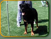 Amos JR 73381 | Rottweiler 