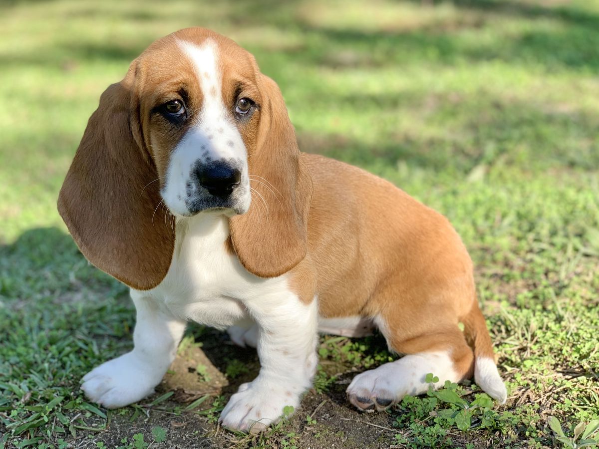 N.E. Critters Dreaming Of Jeannie | Basset Hound 