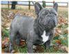 Lavorer Leon Latur | French Bulldog 