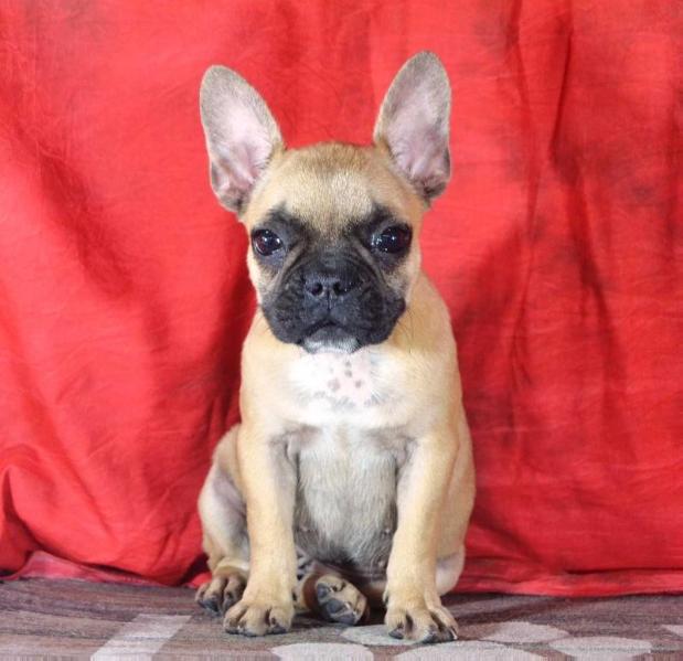 Maxitrend's Gaby | French Bulldog 