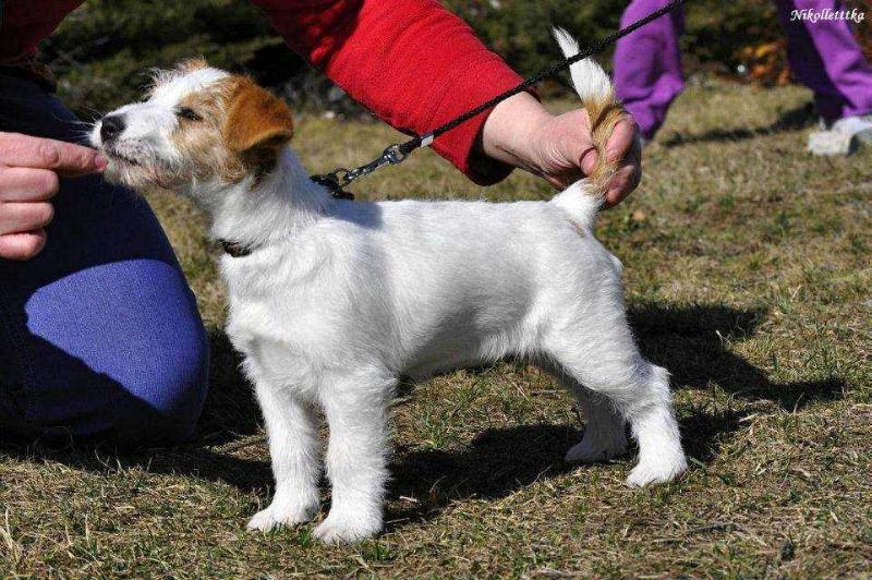 Desire Pemiko of Kengi´s Home | Jack Russell Terrier 