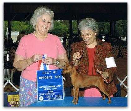 Fenton's Spinning Wheel | Miniature Pinscher 