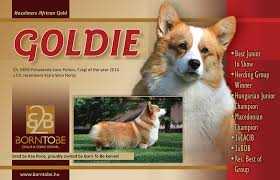 Hazelmere African Gold | Pembroke Welsh Corgi 