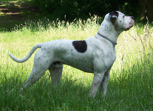 Redwoods Bonecrusher | American Bulldog 