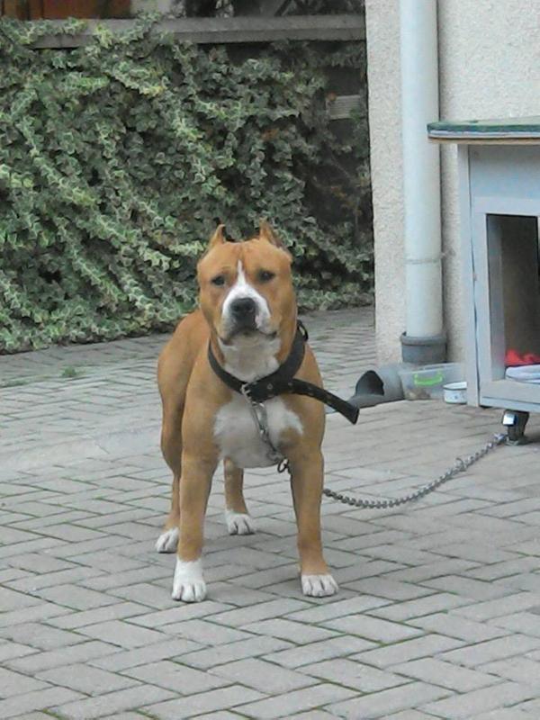 Leo-Pako | American Staffordshire Terrier 