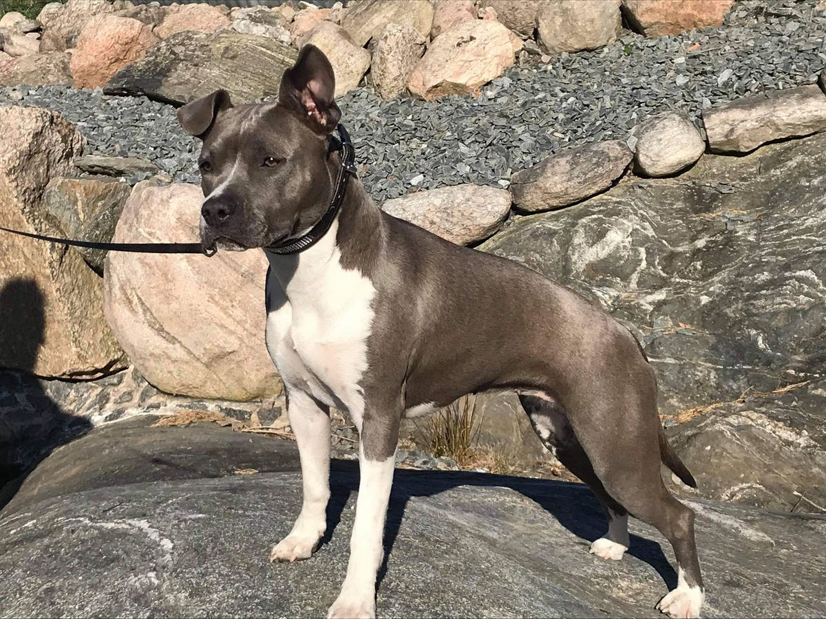 Sweet Infinity Sunshine Runningwolf | American Staffordshire Terrier 