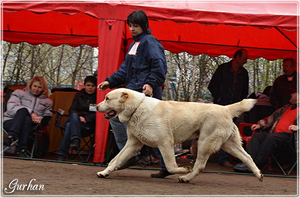 Dom Semargla Basurman | Central Asian Shepherd Dog 