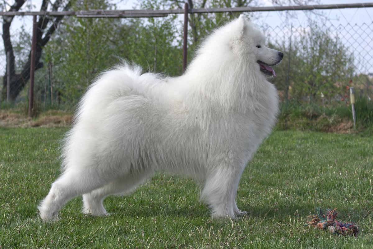 Zvyozdnyi Mir VIP | Samoyed 