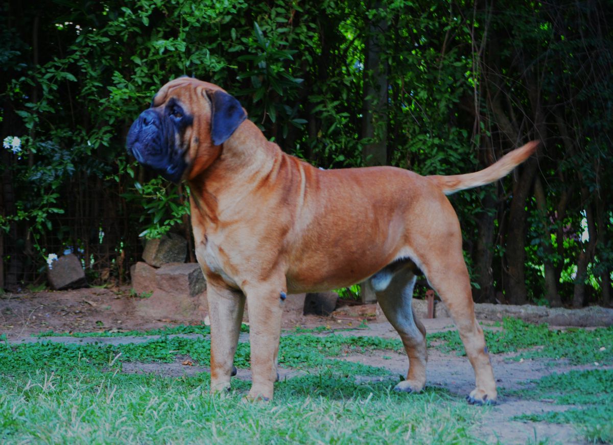 DU GRAND¨S DIEUX TOCAI FRIULANO | Bullmastiff 