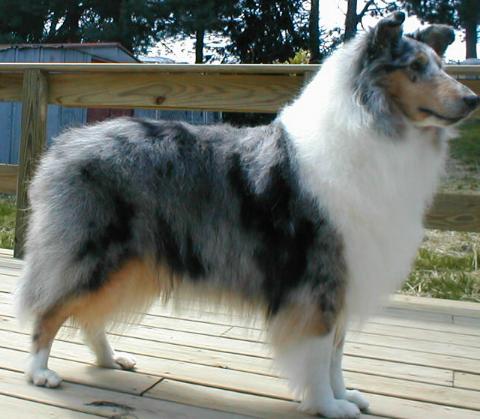 Tomelle's Painted Angel | Rough Collie 