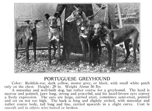 (Portuguese Greyhound) | Portuguese Podengo 