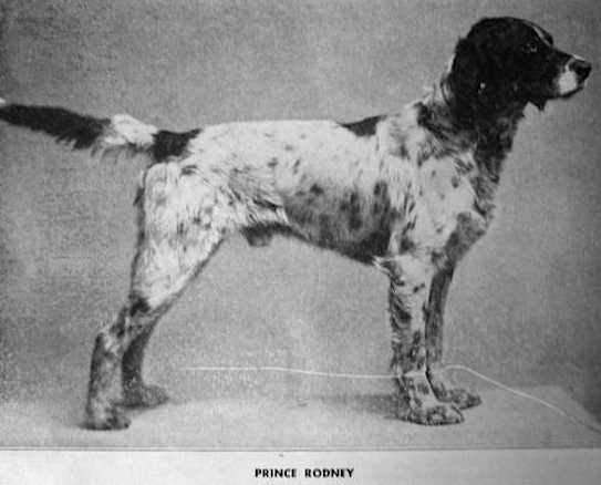 Prince Rodney | Small Munsterlander Pointer 