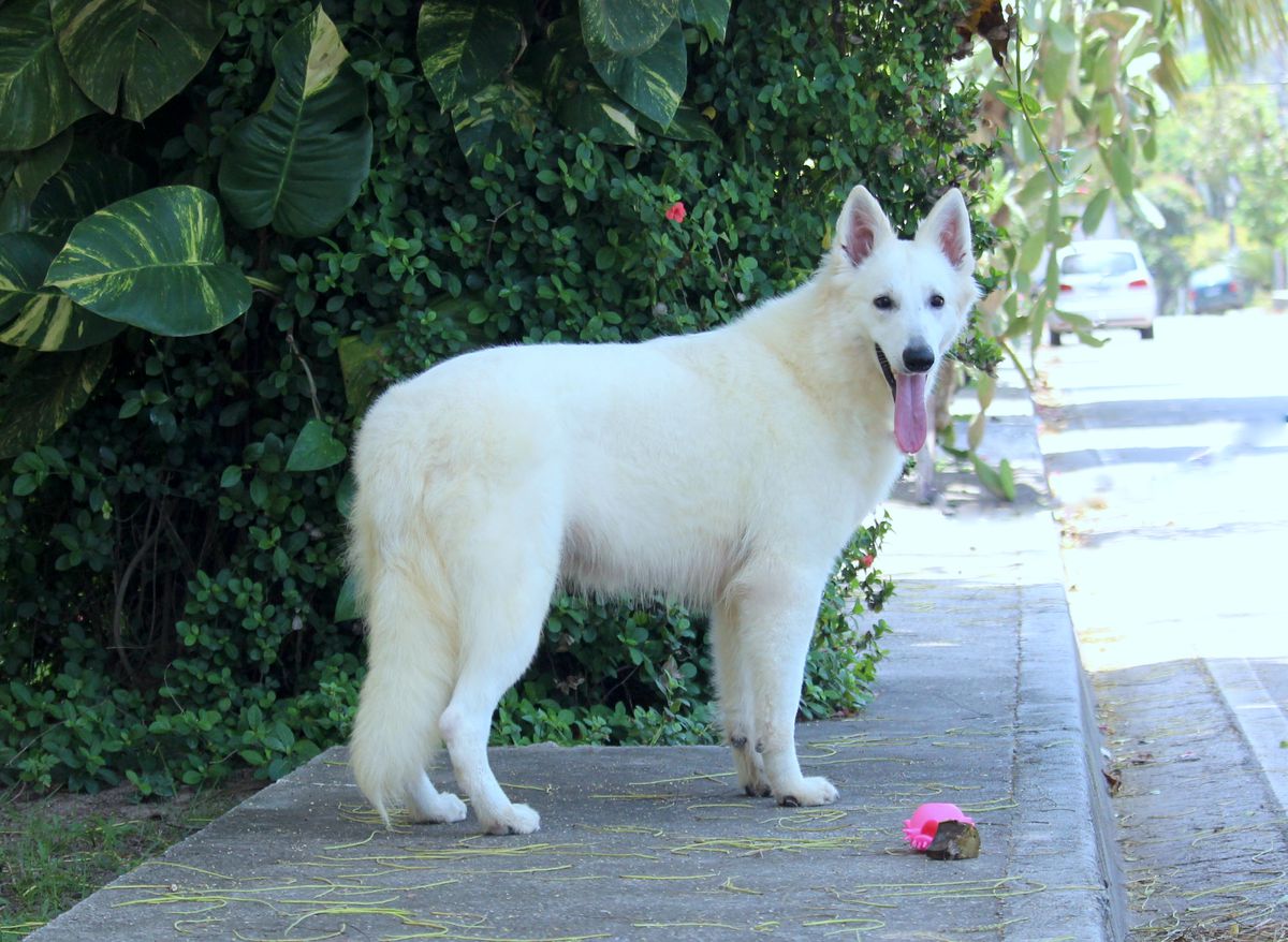 Yole Von TAGLISCHINDORF | White Swiss Shepherd Dog 