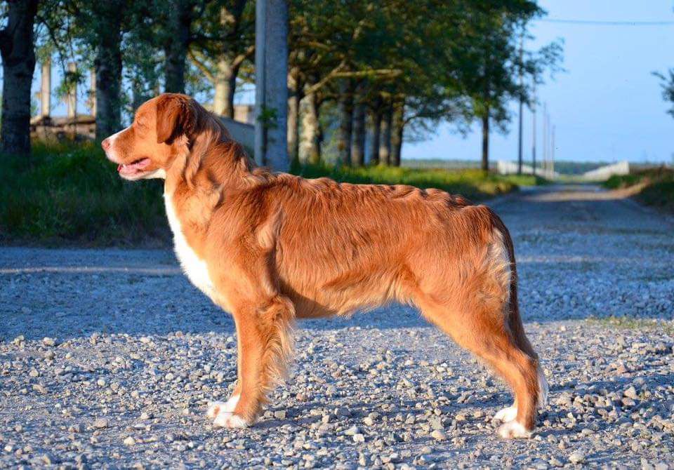 Perfect Lighting Star di Casa Toller | Nova Scotia Duck Tolling Retriever 