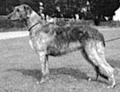 Sulhamstead Mystic | Irish Wolfhound 