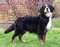 Wanakiska av Milkcreek | Bernese Mountain Dog 