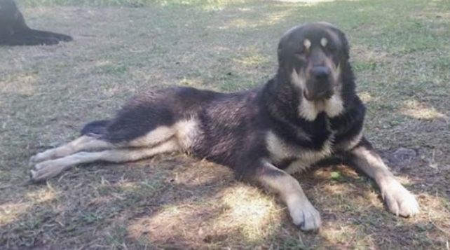 Spasiba | Central Asian Shepherd Dog 