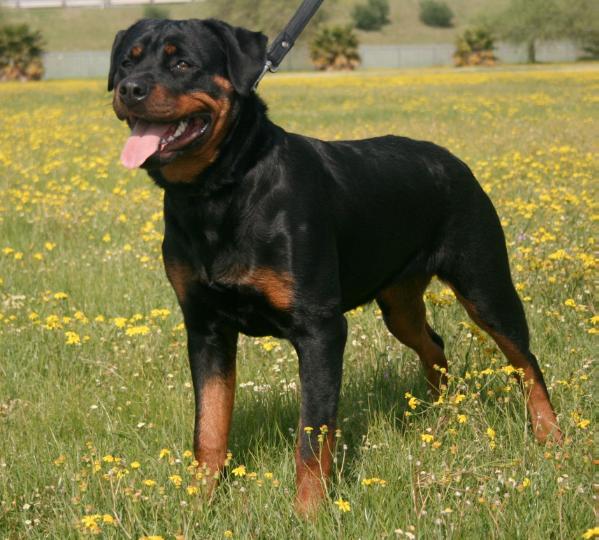 Spartan Buffy of Liberlumar | Rottweiler 