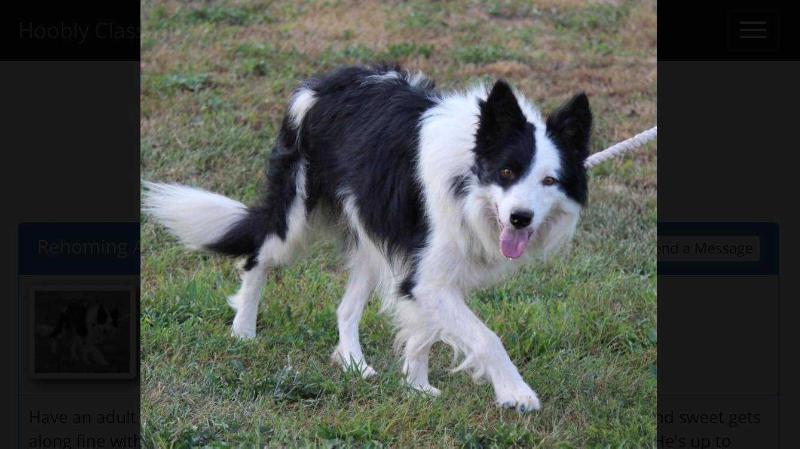 Corduroy ABC 380500 | Border Collie 