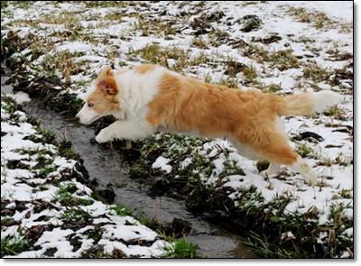 Quite Light at Real Pearl | Border Collie 