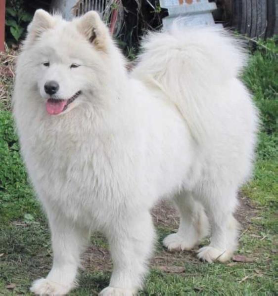 BAJKA Tatranská žiara | Samoyed 