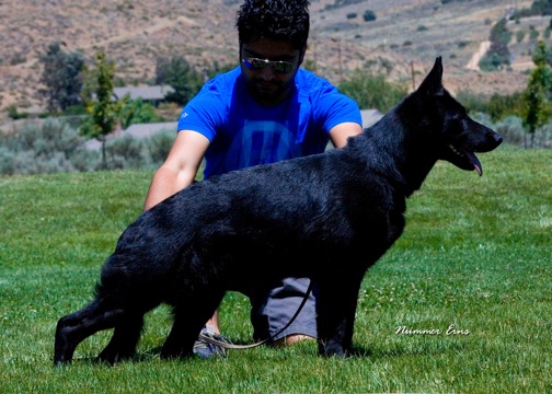 Mocca von den Wilden Teufeln | German Shepherd Dog 
