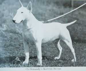 Ormandy's Kertrim Bo'Sun | Bull Terrier 