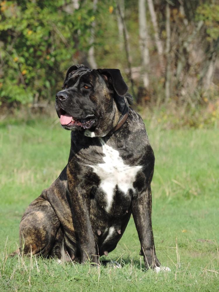 Prada | Cane Corso 