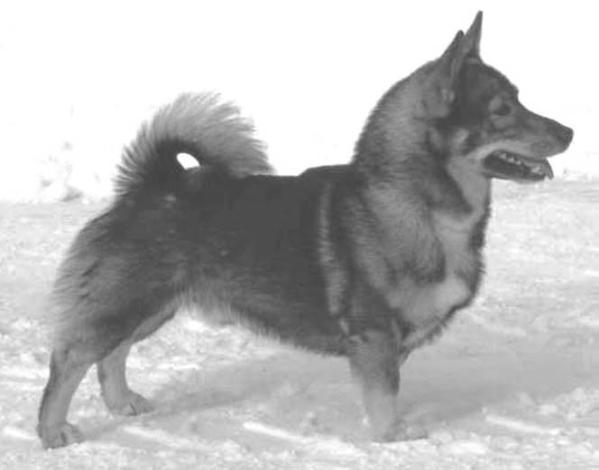 Grålötens Yerry Yetöga | Swedish Vallhund 