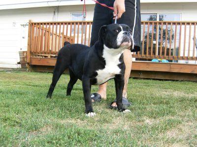 Freed's Layla | Olde English Bulldogge 