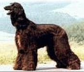 Binte von der Irminsul | Afghan Hound 