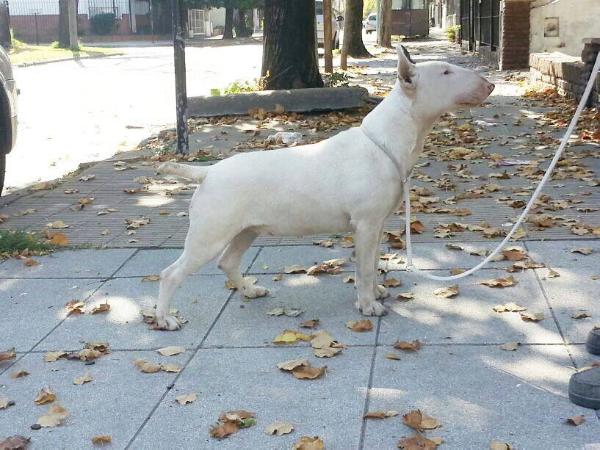 Puerta de Peracho | Bull Terrier 