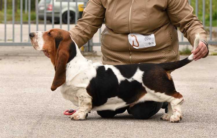 Barnabáš ze Srdce Brd | Basset Hound 