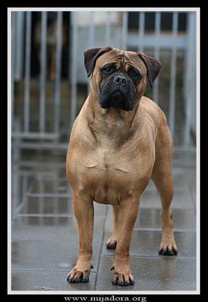 Gwenndians Angel | Bullmastiff 