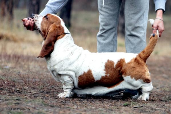 Ukrainian Bomond NEVADA | Basset Hound 