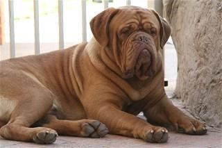 Bruins Bachelor | Dogue de Bordeaux 