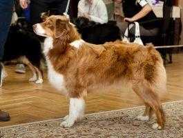 Chessie Labakan Puella Fera | Australian Shepherd 