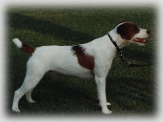 Billbridge Dime | Jack Russell Terrier 