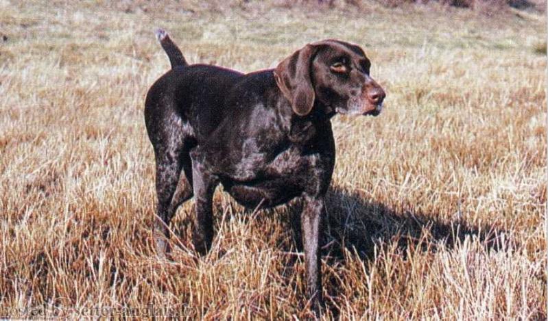 Andine de la Rue Fleurie | German Shorthaired Pointer 