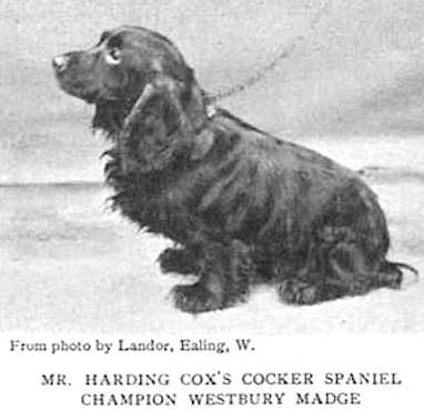 Westbury Madge | English Cocker Spaniel 