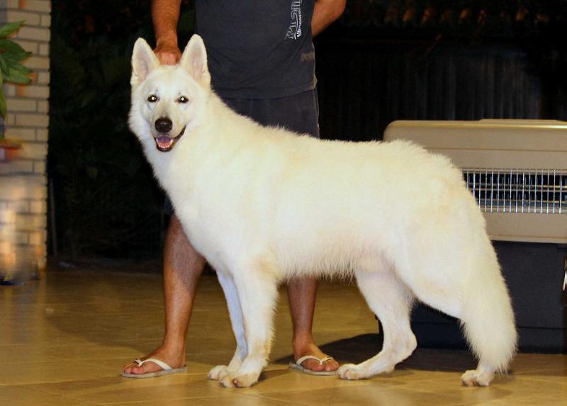 Thyson Von Taglischindorf | White Swiss Shepherd Dog 