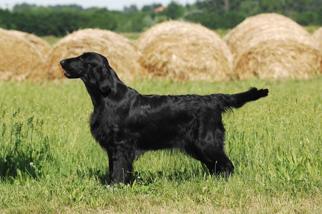 Diamante Blu Lumos Maxima | Flat-Coated Retriever 